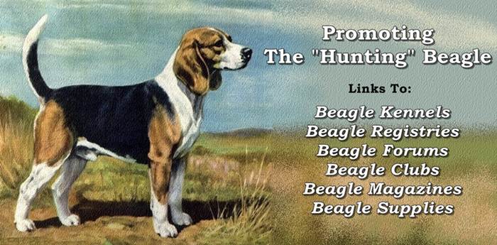 top 100 hunting beagle sites